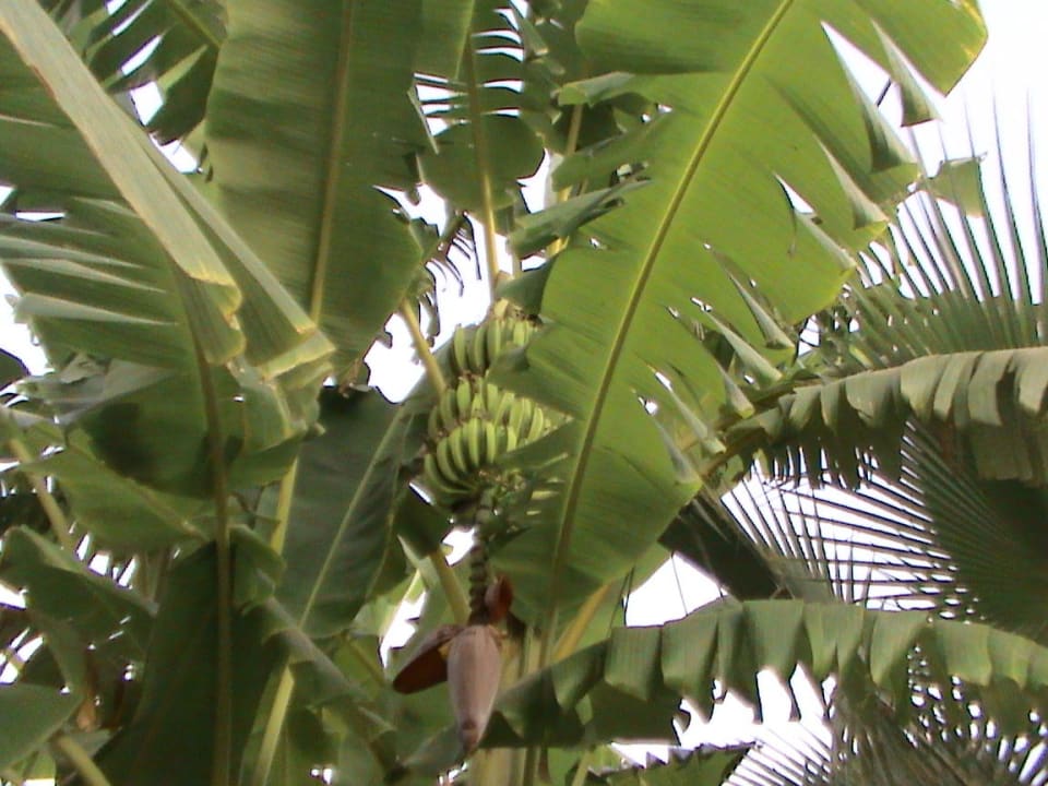 Palmen und Bananenbaum Hotel Sidekum