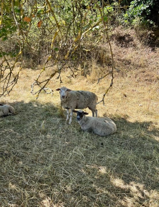 Sonstiges Ferienhof Familie Groh