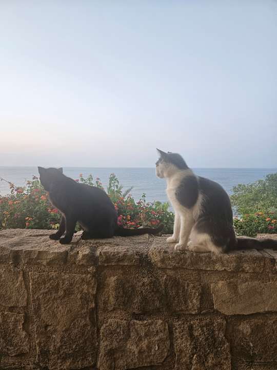 Gastro Hotel Aphrodite Beach