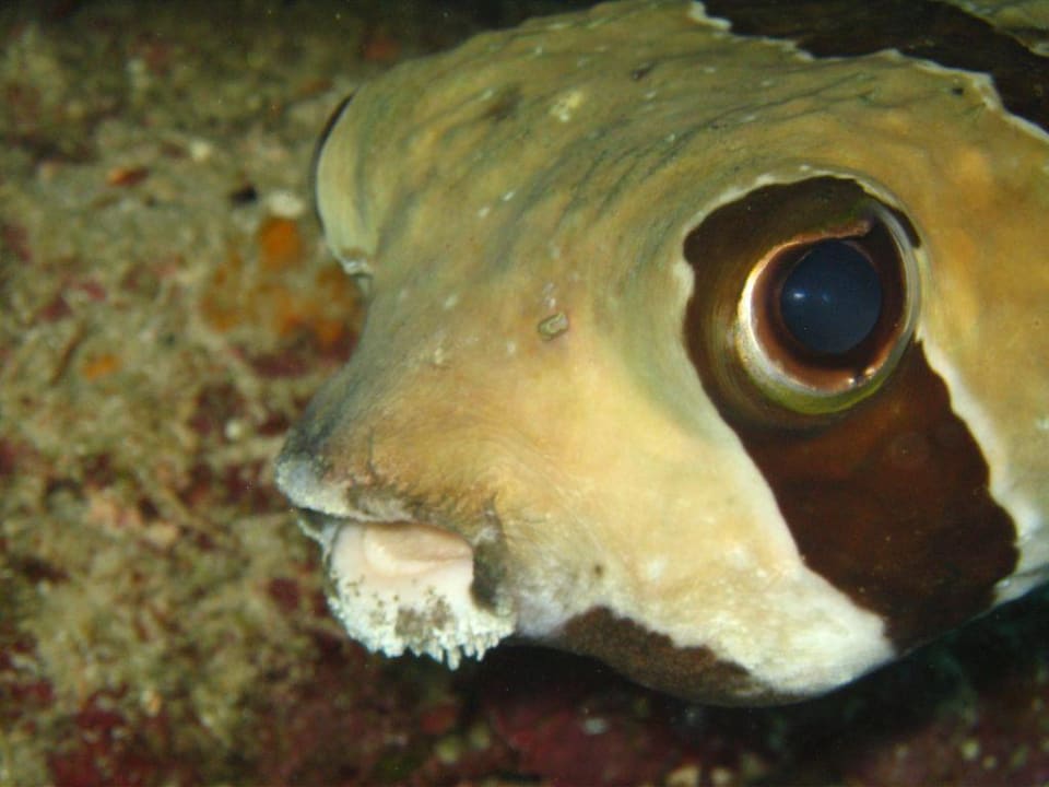 Kugelfisch Meeru Maldives Resort Island