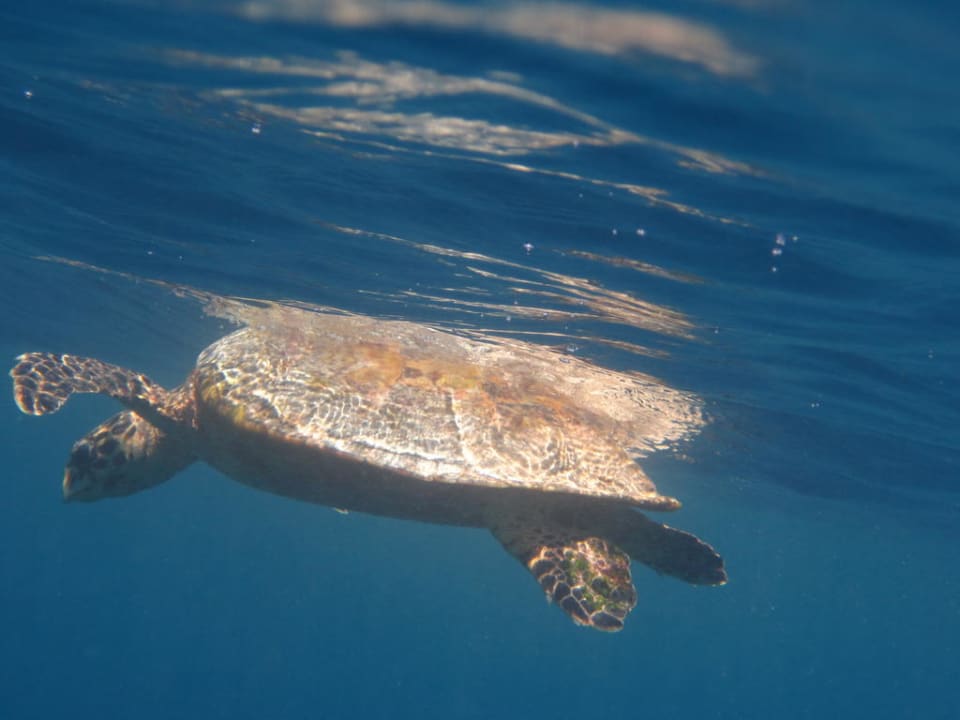 Wasserschildkröte Kuramathi Maldives