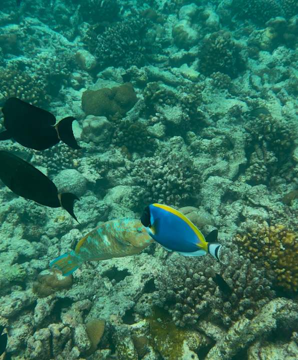 Strand Kuredu Island Resort & Spa