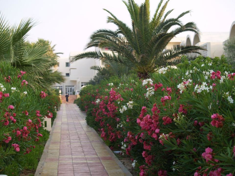 Blumenpracht Dar Khayam