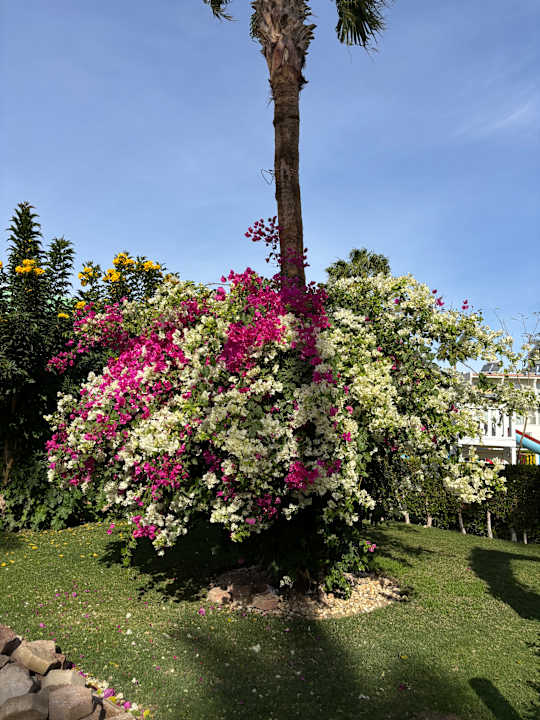 Gartenanlage Amarina Abu Soma Resort & Aquapark