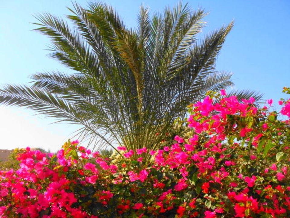 Fiori sulle balconate  Dream Lagoon Resort & Aqua Park