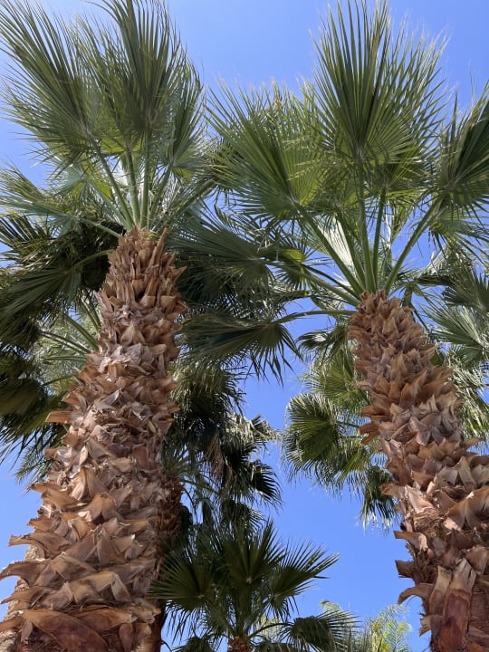 Gartenanlage Steigenberger ALDAU Beach Hotel