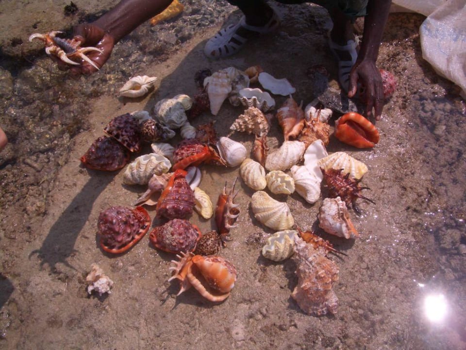 Muscheln auf dem Riff Hotel Southern Palms Beach Resort