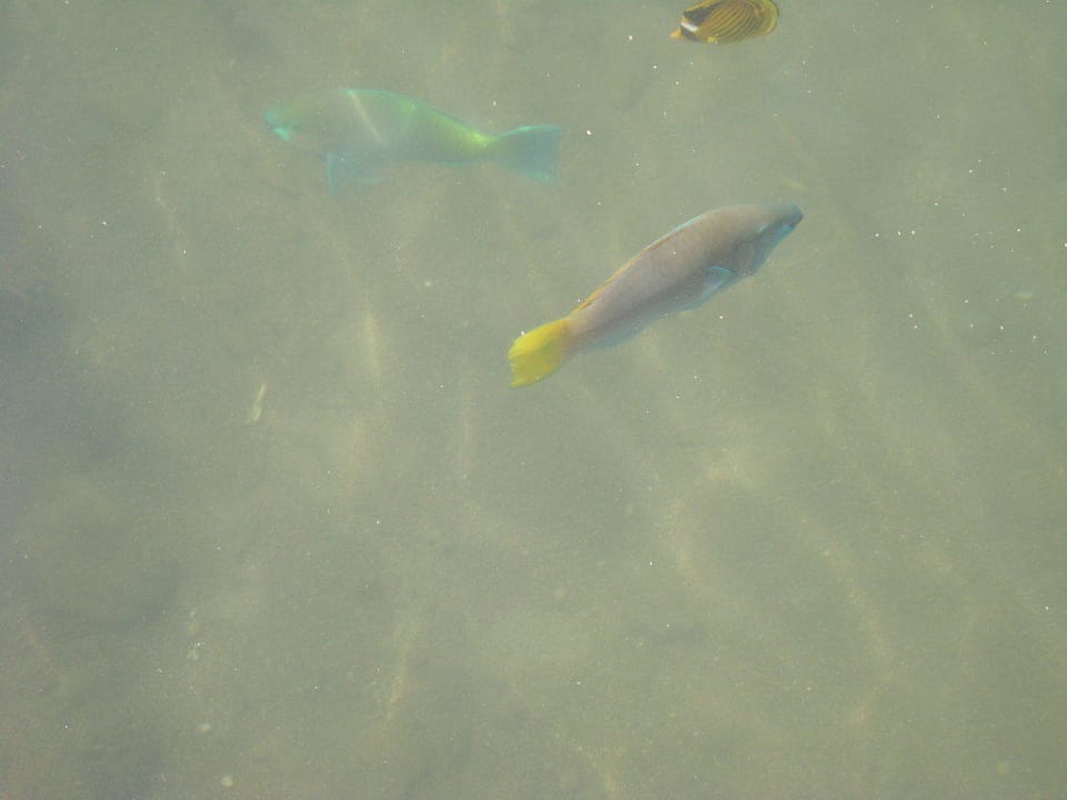 Fische Pickalbatros Dana Beach Resort - Hurghada