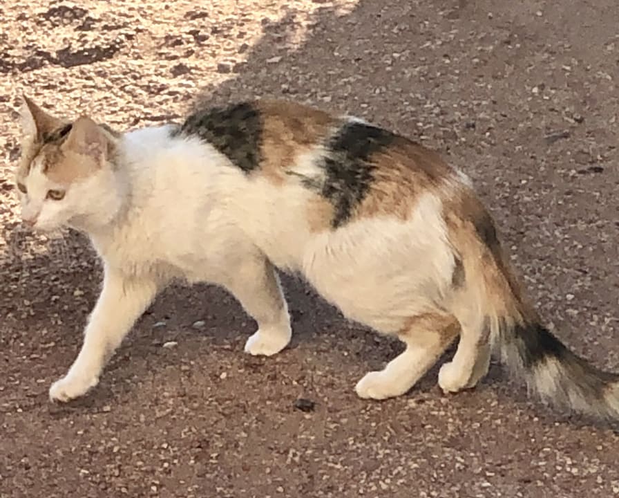 Sonstiges Three Corners Equinox Beach Resort