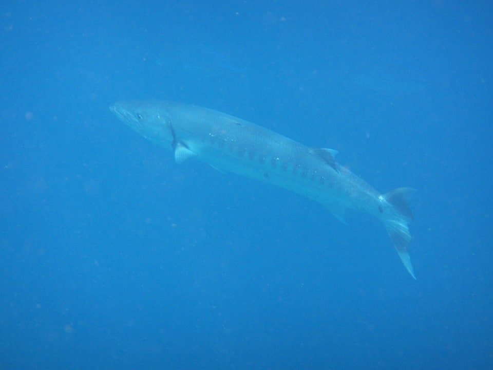 Schnorcheln Kuramathi Maldives