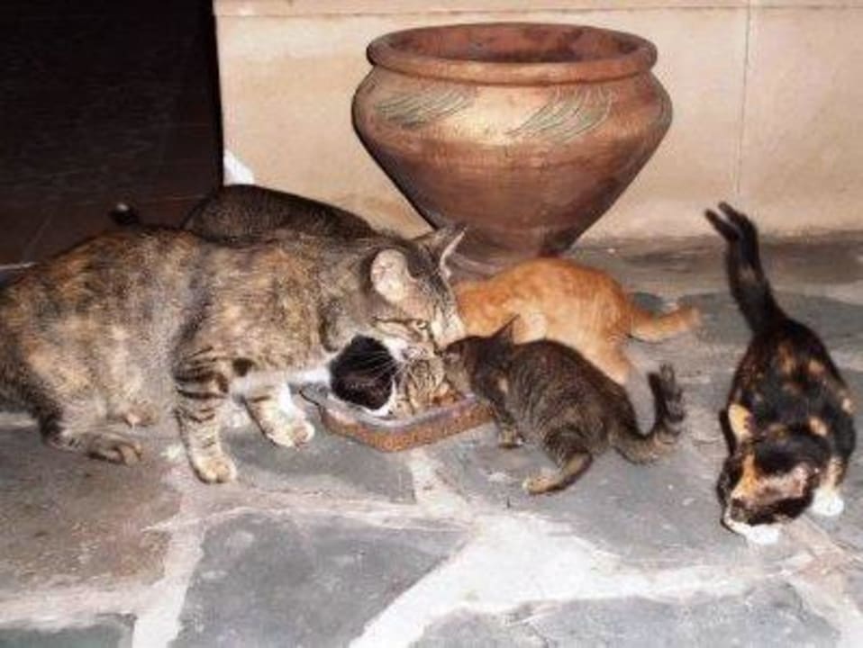 Besagte Katzenfamilie - noch säugend Best Western Odyssee Park Hotel