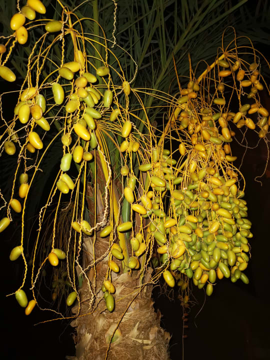 Gartenanlage Akassia Swiss Resort