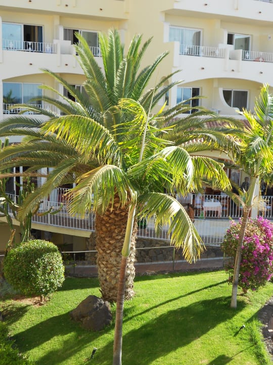 Palme unter unserem Balkon, sehr gepflegt R2 BUGANVILLA Hotel & Spa
