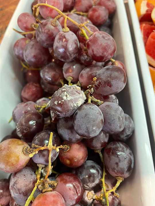 Gastro Alua Boccaccio