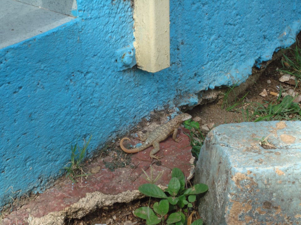 Tiere wohin das Auge reicht Hotel Villa Cuba