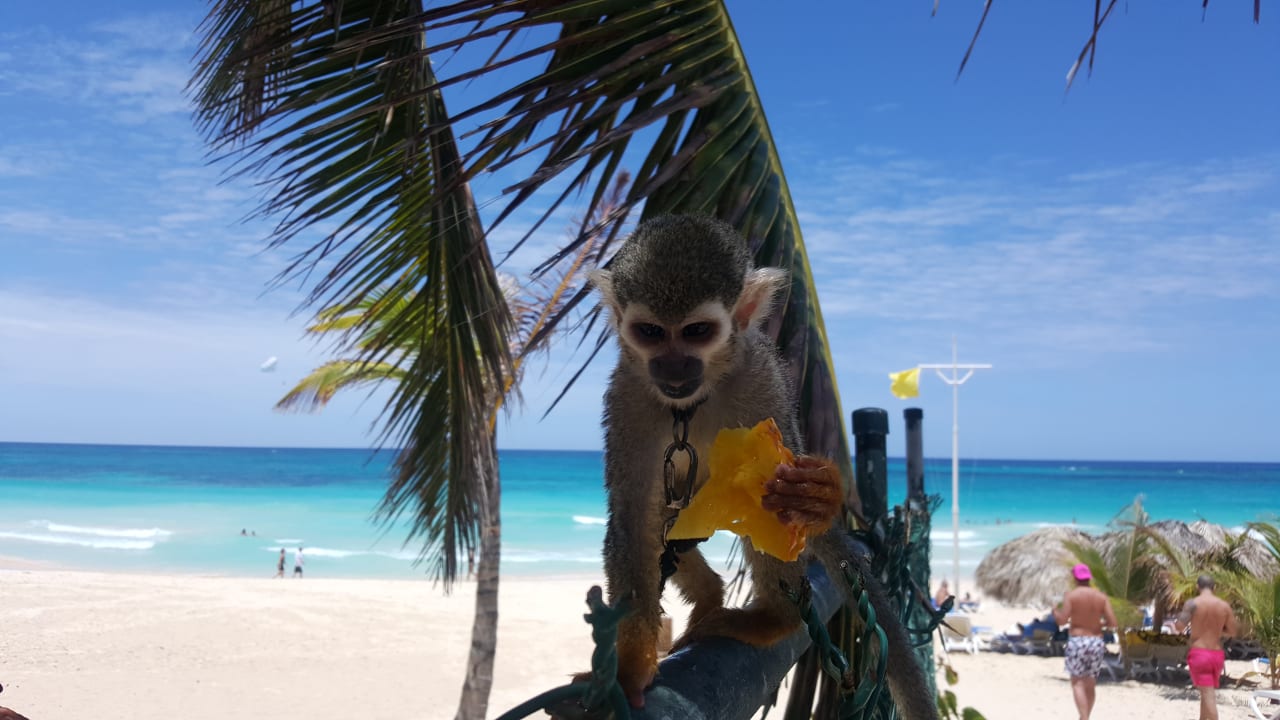 Strand Hotel Riu Republica - Adults only