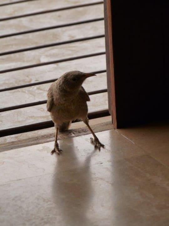 Morgentlicher Besucher im Eingang der Balkontür Al Maha, A Luxury Collection Desert Resort & Spa