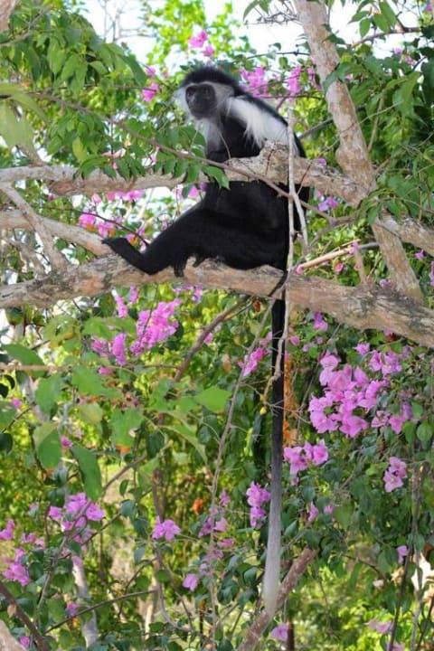 Colobus Affe Hotel Papillon Lagoon Reef
