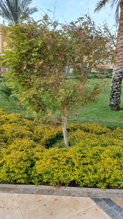 Gartenanlage Hilton Hurghada Plaza