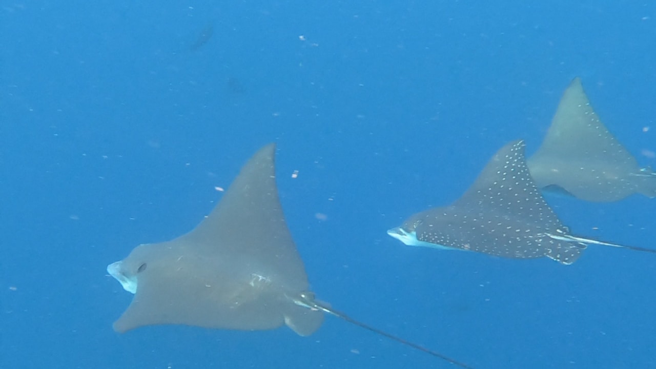 Sport & Freizeit NH Collection Maldives Reethi Resort