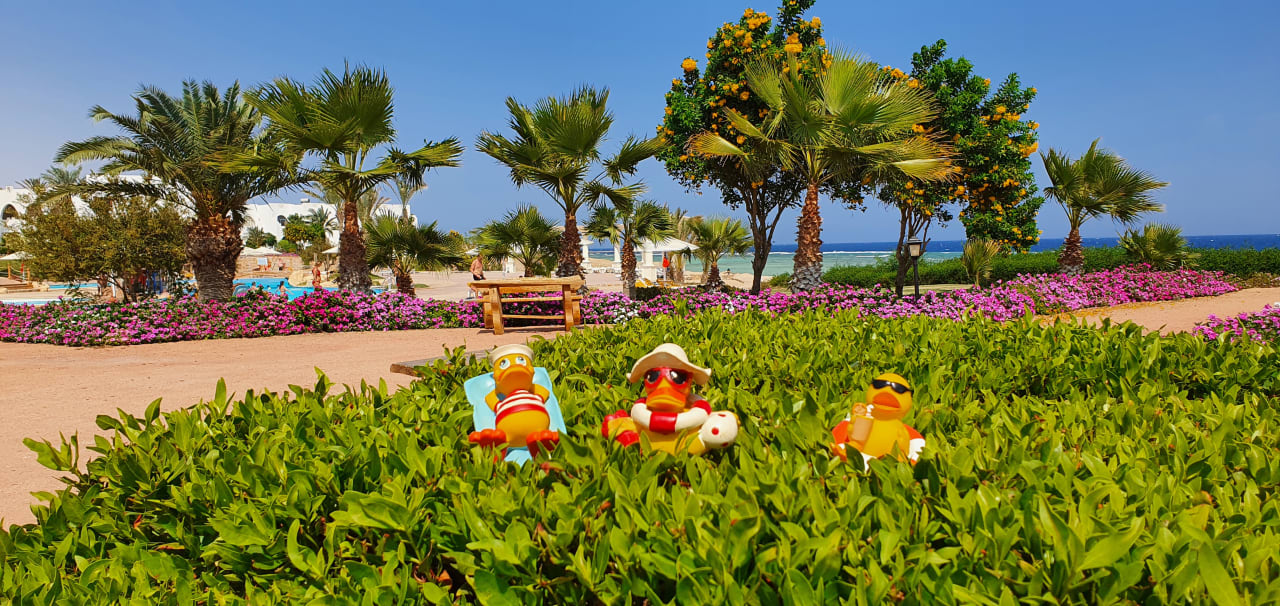 Gartenanlage Three Corners Equinox Beach Resort