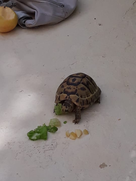 Gartenanlage Medina Solaria & Thalasso