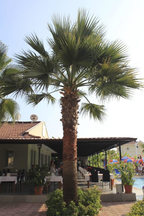 Gegessen wird draußen Hotel Nazar Garden