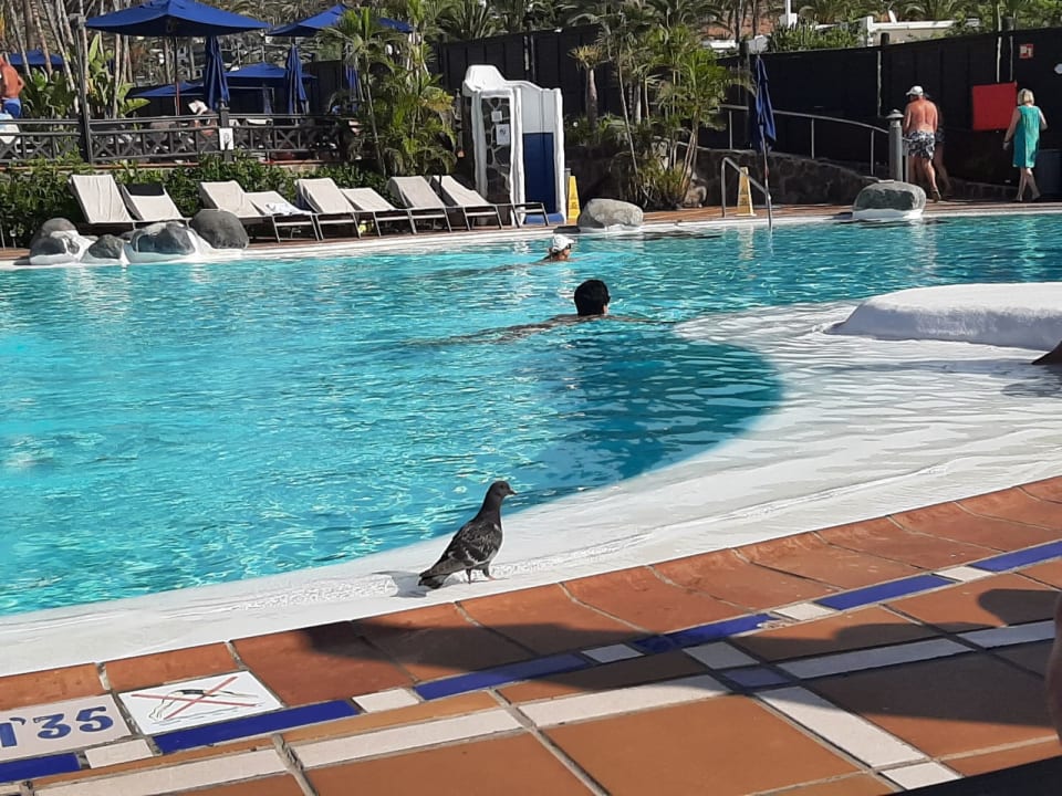 Pool Corallium Beach by Lopesan Hotels - Adults only