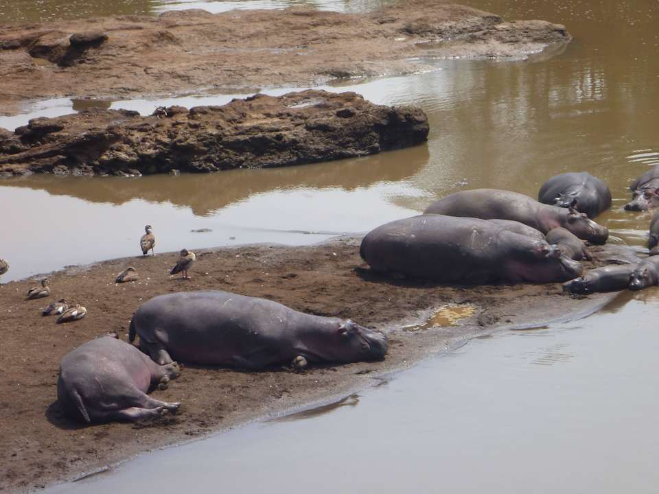 Widok z basenu. Lodge Ngerende Island