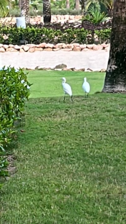 Gartenanlage Hotel Riu Karamboa