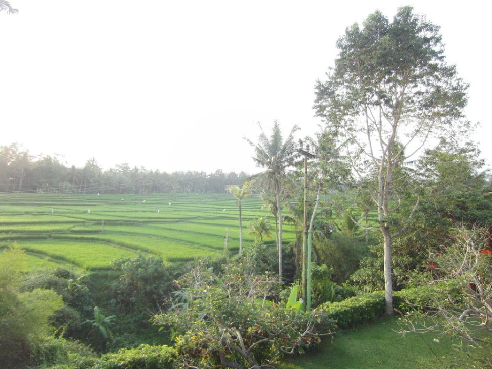 Ausblick vom Balkon auf die Reisfelder! Maya Ubud Resort & Spa Bali