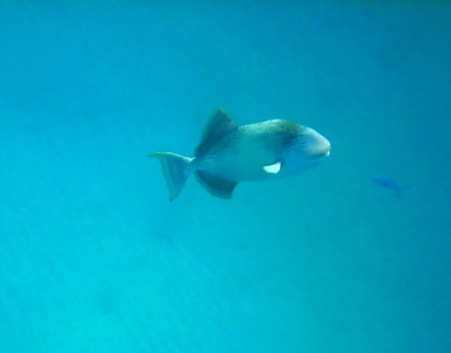 Sport & Freizeit Three Corners Equinox Beach Resort