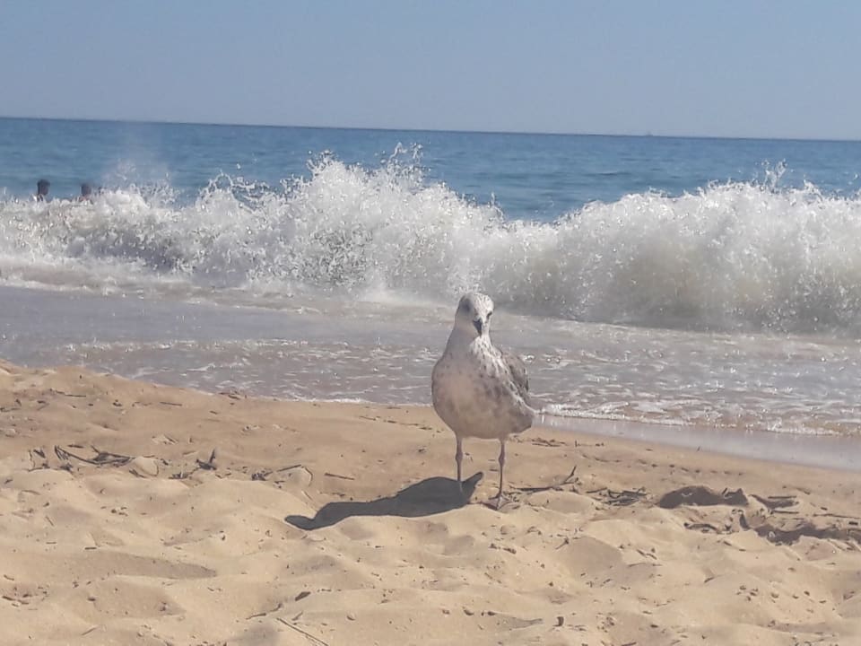 Strand The Prime Energize Hotel