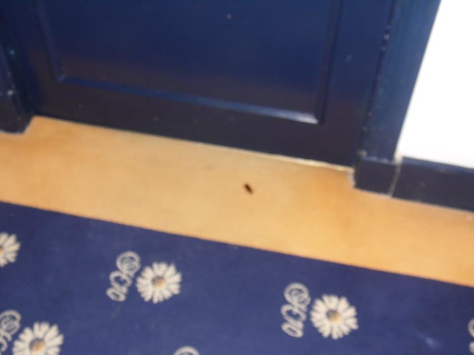 Kakerlakenflur H10 Tenerife Playa