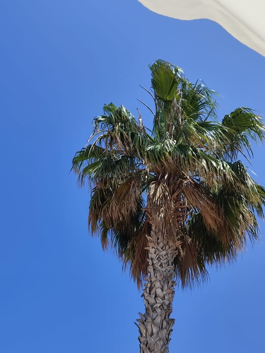 Gartenanlage Side Altinkum Hotel