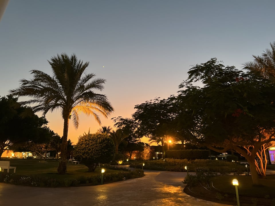 Gartenanlage Desert Rose