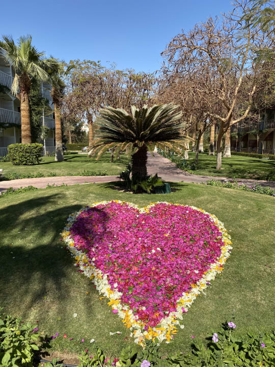 Gartenanlage Desert Rose