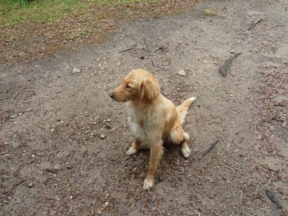 Einer der Hofhunde Il Muto di Gallura