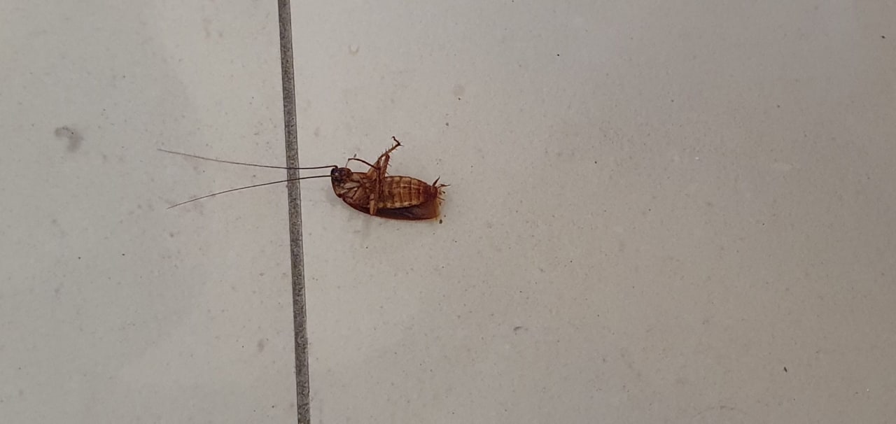 Gastro allsun App.-Hotel Albatros