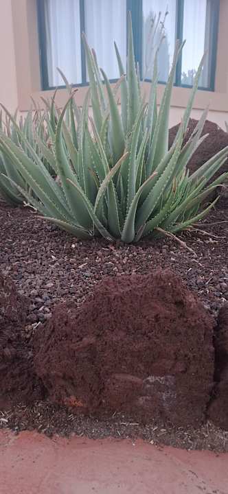 Gartenanlage allsun Hotel Esplendido