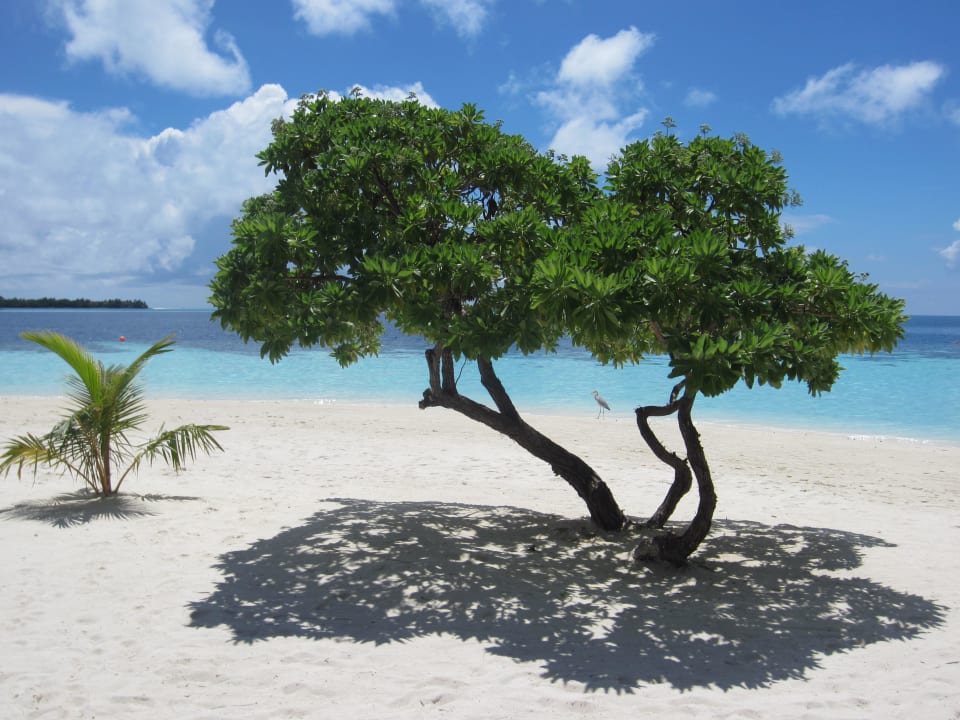 Einsam Vilamendhoo Island Resort & Spa