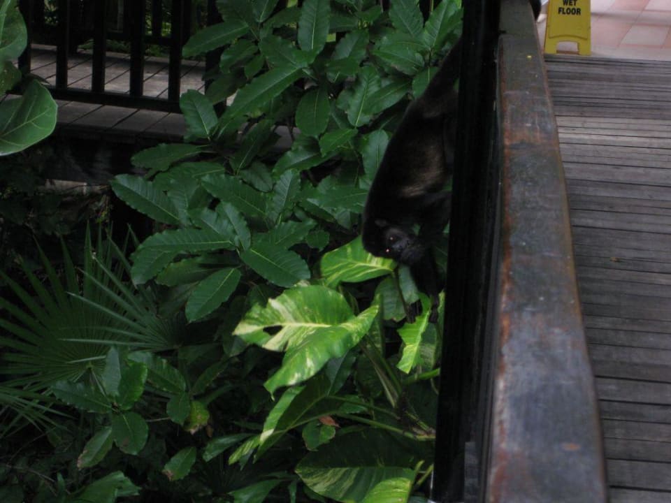 Brüllaffen im Nachbarhotel RIU Yucatan Hotel Riu Tequila