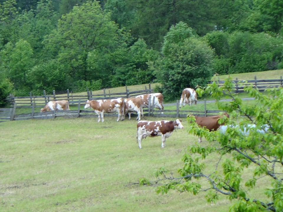 Blick vom Balkon Kühe auf der Wiese Bauernhof Klampererhof