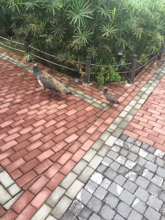 Gartenanlage Seaden Sea World Resort & Spa