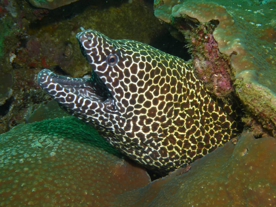 Beim Tauchen Wyndham Garden Salalah Mirbat