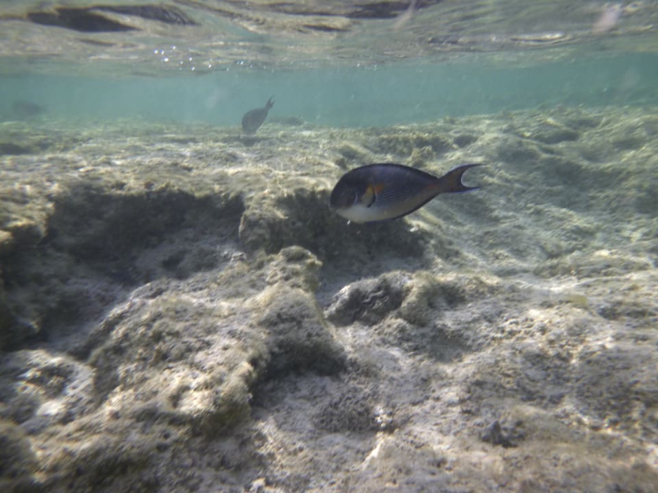 Sport & Freizeit Three Corners Sea Beach Resort