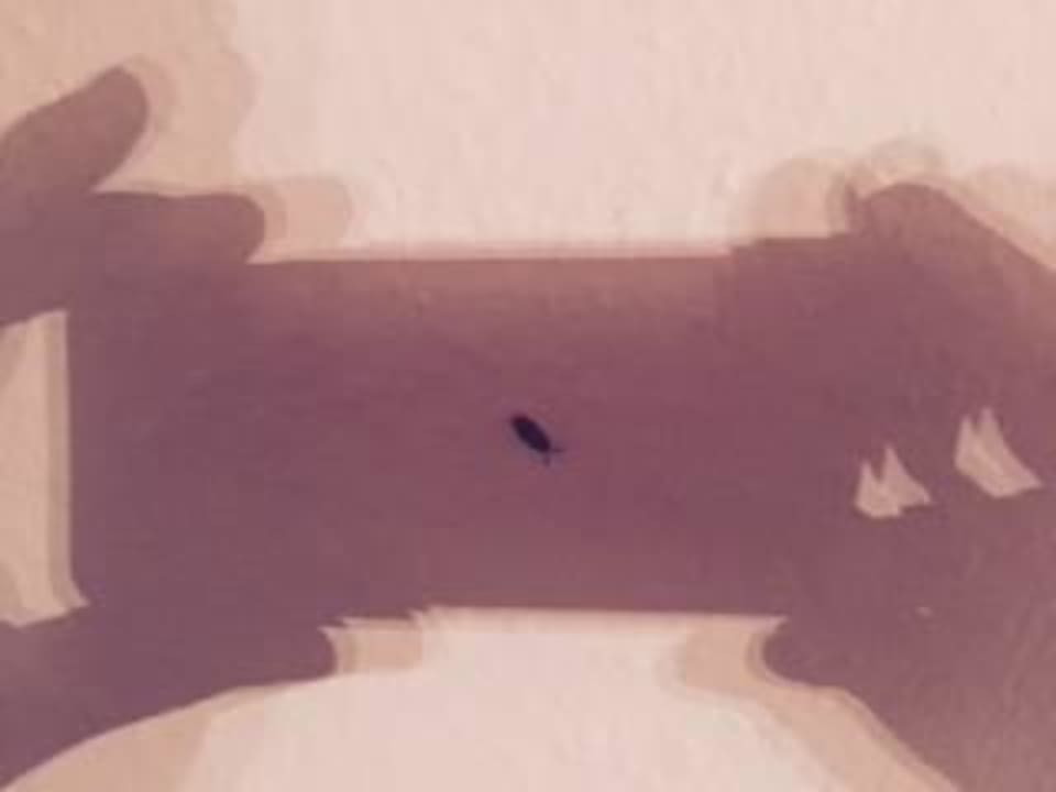 Putzige Vertreter der heimischen Fauna 1 Motel Ostsee Lodge