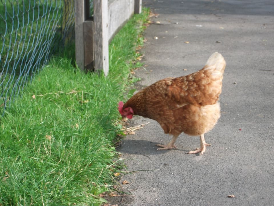 Sonstiges Wiesenberghof
