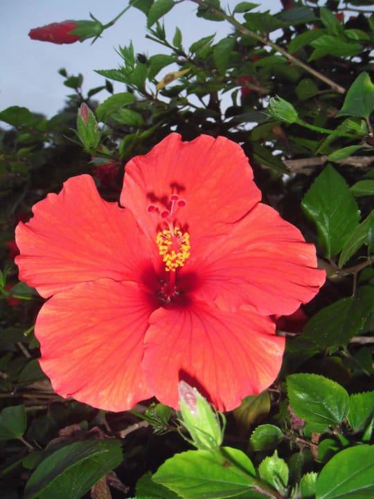 Wunder schone Blume The Club Hammamet