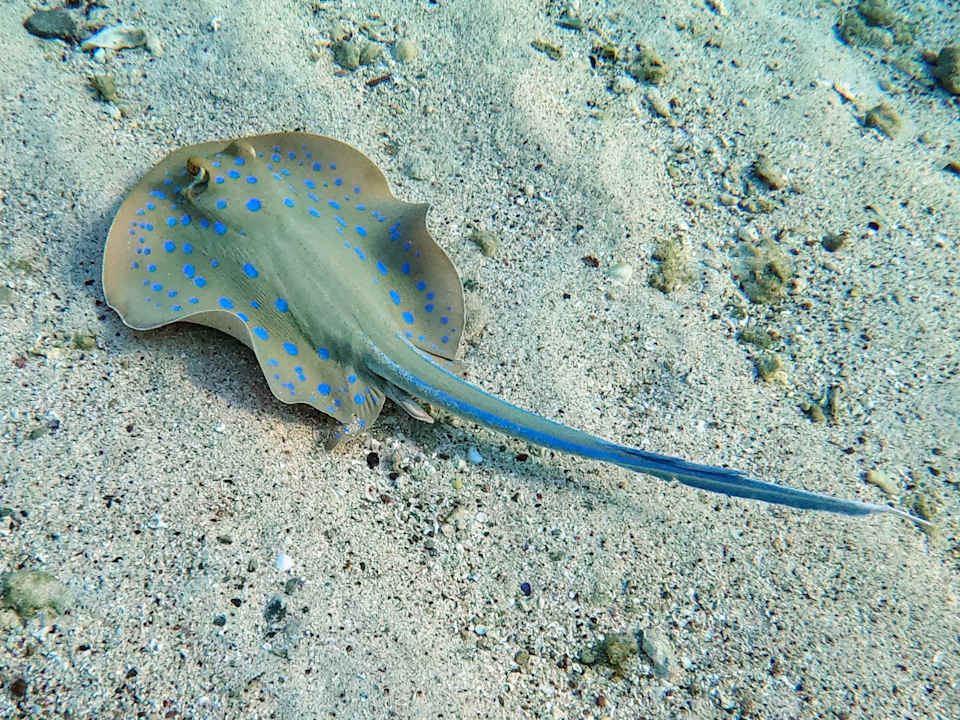 Sport & Freizeit Mövenpick Resort El Quseir